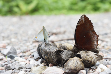 The Common Palmfly and the Common Tit Butterfly sucking and eating mineral in animal feces , Colorful abstract pattern on brown wings of tropical insect , Thailand