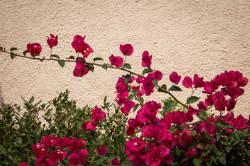 Magenta colored Bougainvillea flowers in front of beige background