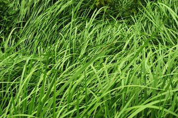 Green grass bush leaves lean in the wind, Vetiver plant field