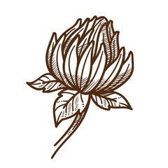 Clover or shamrock, wild field flower isolated sketch
