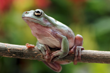 Fototapeta premium frog sitting on branch, green tree frog