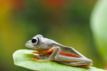 tree frog origin java indonesia