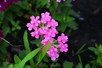 pink flowers in garden