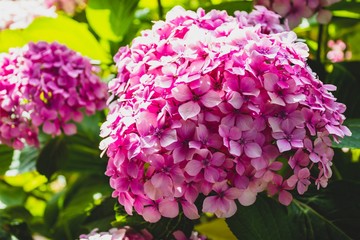 Fototapeta premium Close up pink flowers on natural light. Summer day in Europe, Portugal.