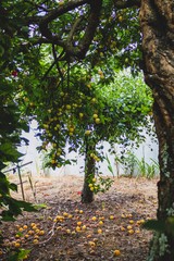 Lemon tree in Portugal. Summer time. Natural light.