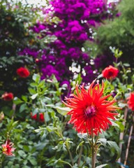 Close up purple and pink flowers on natural light. Summer day in Europe, Portugal.