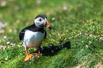 Bright bird against a green grass in the Arctic