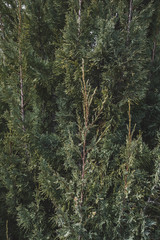 Cypress tree leaves