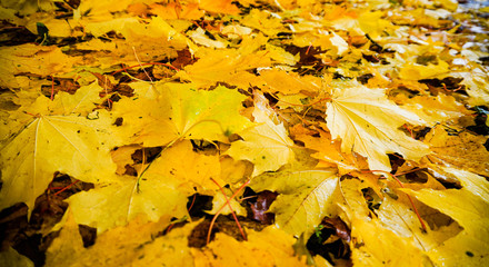 Kiev Beauty Explored while walking