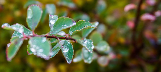 Kiev Beauty Explored while walking