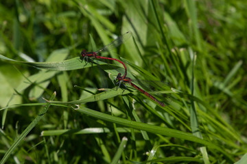 dragonfly - punch