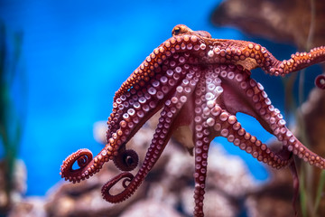 Octopus on a glass wall in aquarium - obrazy, fototapety, plakaty
