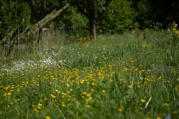 Obraz premium kolory natury