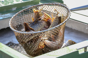 pike in captivity