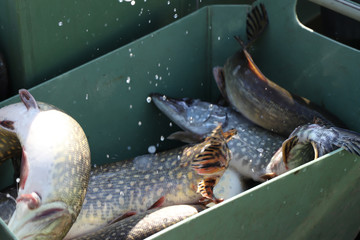 pike in captivity