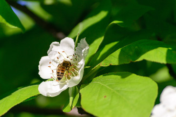 Close up of a bee pollinating a flower