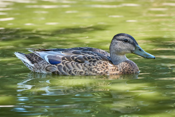 Female mallard duck (Anas platyrhynchos) swims in pond with sunshine on green water