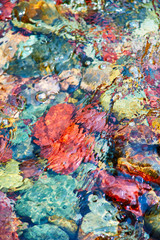 Colorful rocks in a Glacier National Park river
