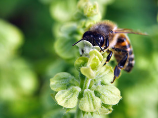 Nahaufnahmen Blüten und Insekten