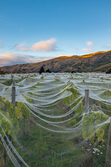White netting covers rows of vines at a vineyard in the South Island of New Zealand, beautiful rolling hills in the distance,