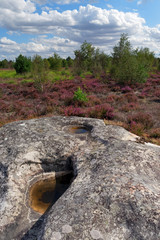 Purple heather on  Coquibus plateau in Fontainebleau forest
