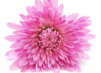 Pink beautiful chrysonthemum.