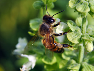 Nahaufnahmen Blüten und Insekten