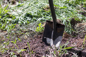 A garden black spade sticks out in the ground. Gardening is home, landscaping.