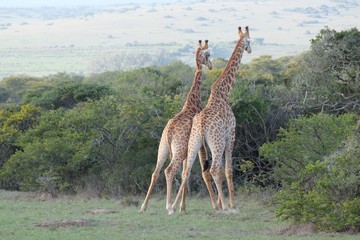 Giraffen beim Raufen
