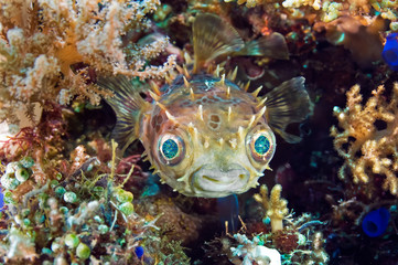 Fish Hedgehog hiding among the coral. Underwater macro photography