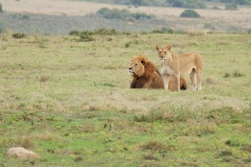 Naklejka na ściany i meble Löwenpaar in Südafrika