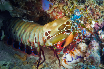 Peacock mantis shrimp gets out of his burrow. Underwater macro photography