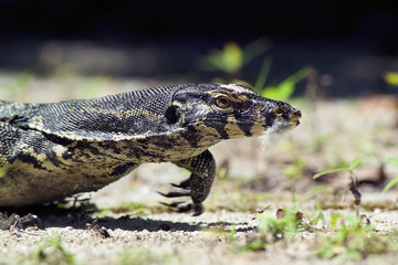 Varan is chasing his next prey