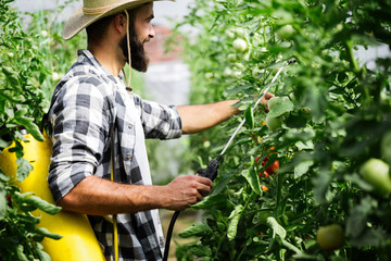 Spaying vegetables with water or plant protection products such as pesticides against diseases