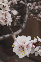 Close-up of cherry blossom flowers