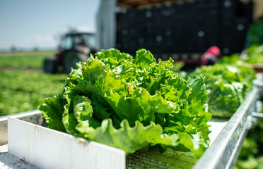 Tractor with production line for harvest lettuce automatically. Lettuce iceberg picking machine on...