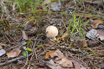 Environmental-friendly wood. The green nature of the forest and growing mushrooms.