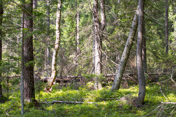 Naklejka premium Environmental-friendly wood. The green nature of the forest.