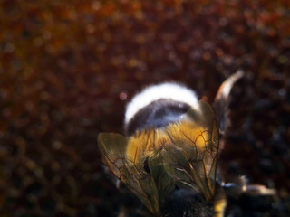 Nahaufnahmen Blüten und Insekten