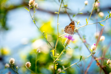 Obraz premium Wild flowers of clover and butterfly in a meadow in nature in the rays of sunlight