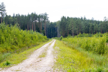 Fototapeta na wymiar Environmental-friendly wood. The green nature of the forest.