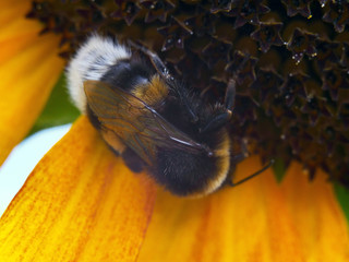 Nahaufnahmen Blüten und Insekten