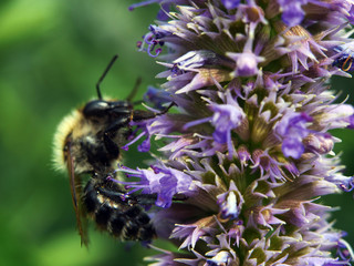 Nahaufnahmen Blüten und Insekten