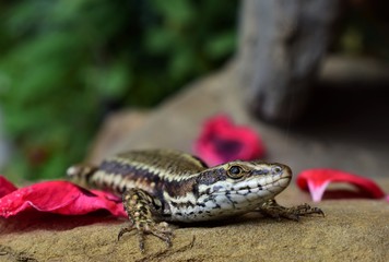 lizard on a rock