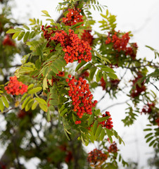 Red rowan berries on the rowan tree branches, ripe rowan berries