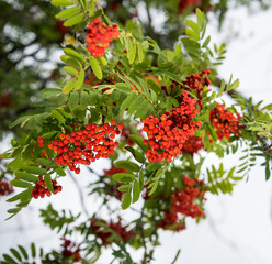 Red rowan berries on the rowan tree branches, ripe rowan berries