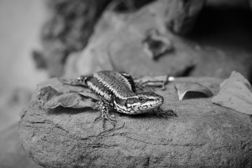 lizard on the stone