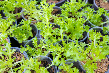 Thai Organic green lettuce vegetable plant in Garden farm for agriculture concept.
