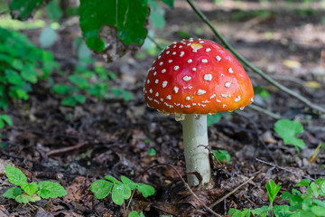Fly-agaric in a forest, closeup photo