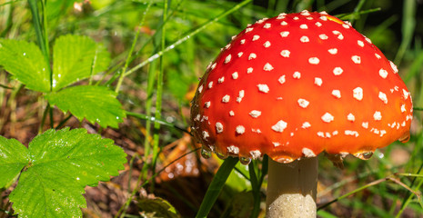 Fly-agaric in a forest, closeup photo